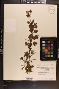 Crataegus spathulata image