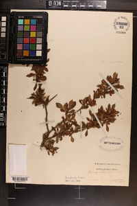 Crataegus spathulata image