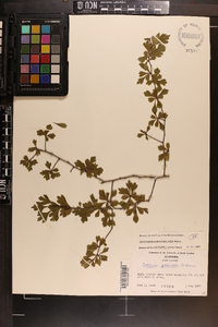 Crataegus spathulata image