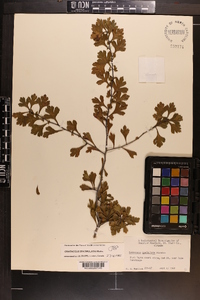 Crataegus spathulata image