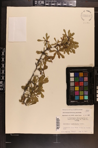 Crataegus spathulata image