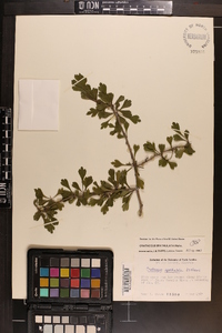 Crataegus spathulata image