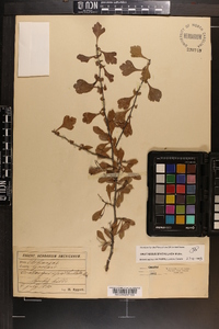 Crataegus spathulata image