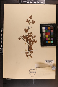 Crataegus spathulata image