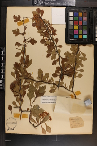 Crataegus spathulata image