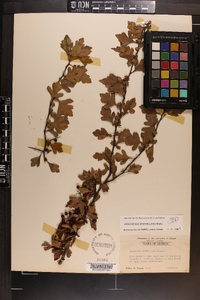 Crataegus spathulata image