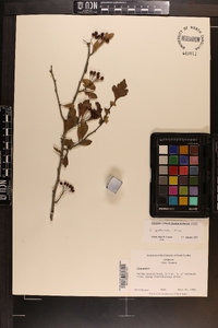 Crataegus spathulata image