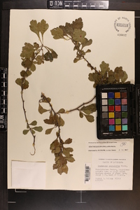 Crataegus spathulata image