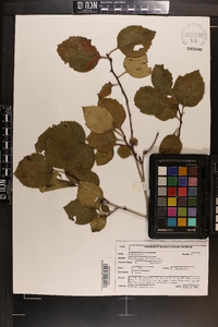 Crataegus triflora image