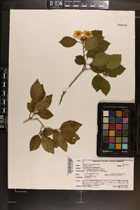 Crataegus triflora image