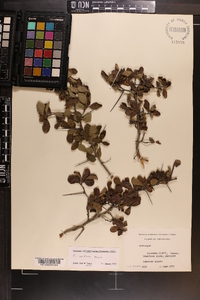 Crataegus uniflora image