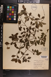 Crataegus uniflora image