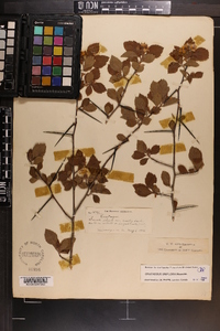 Crataegus uniflora image