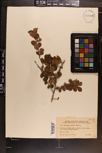 Crataegus uniflora image