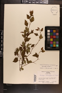 Crataegus viridis image