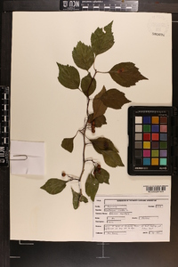 Crataegus viridis image