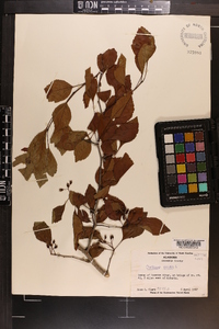 Crataegus viridis image