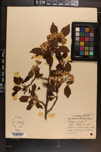 Crataegus viridis image