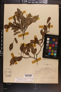 Crataegus viridis image