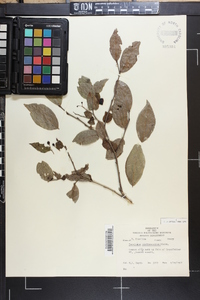 Vaccinium erythrocarpum image