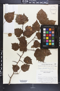 Crataegus iracunda image