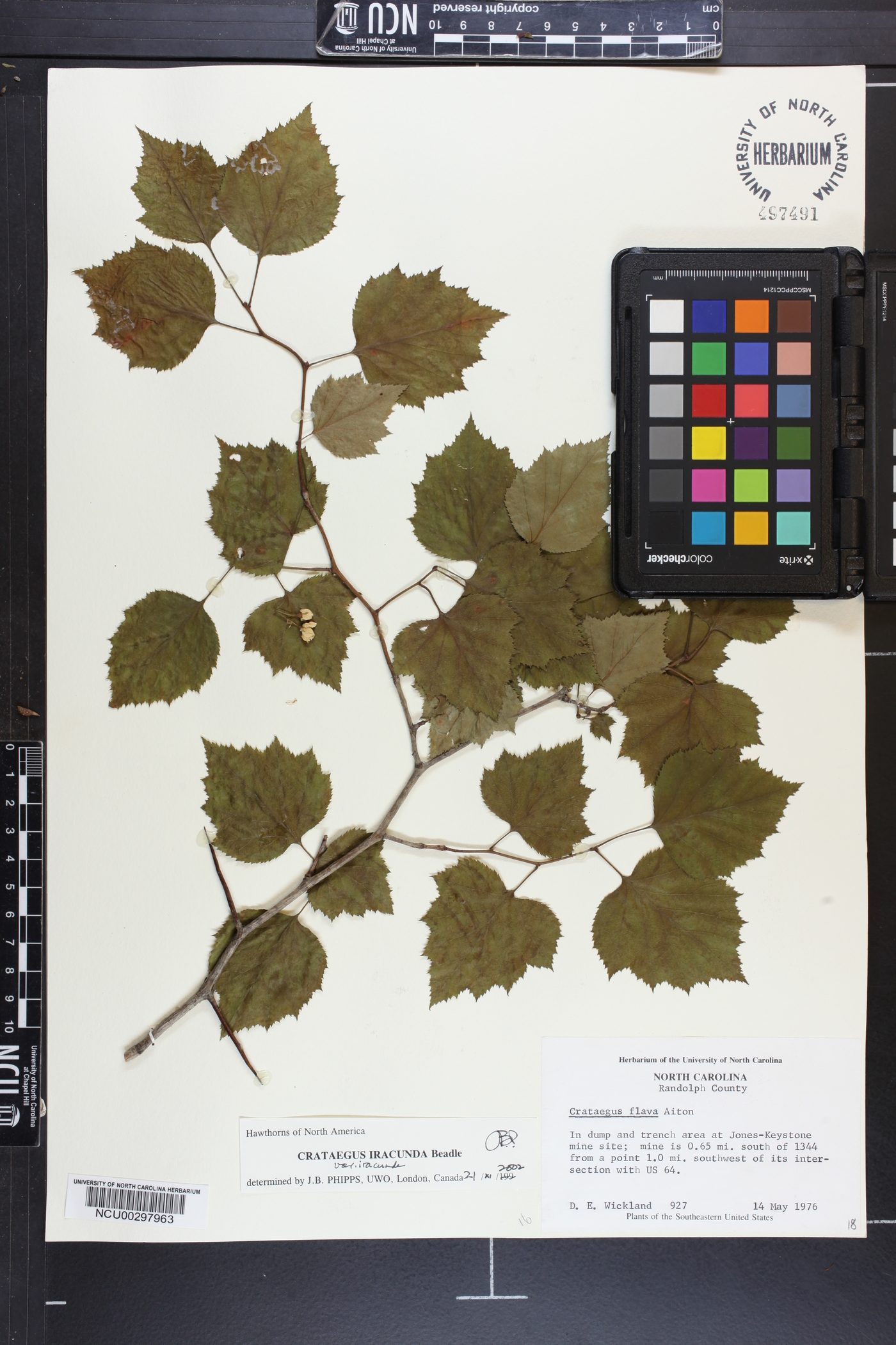 Crataegus iracunda image