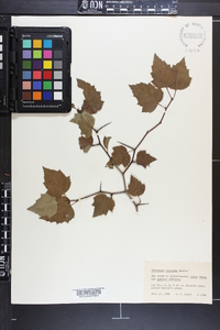 Crataegus iracunda image