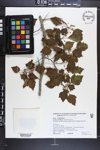 Crataegus iracunda image