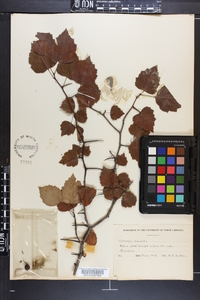 Crataegus iracunda image