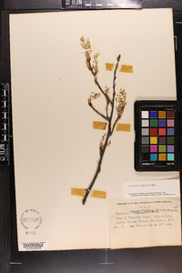 Amelanchier canadensis image