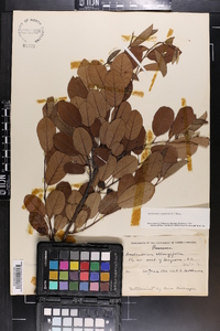 Amelanchier canadensis image