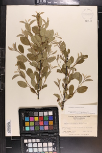 Amelanchier canadensis image