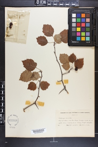 Crataegus iracunda image