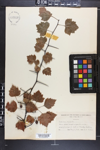 Crataegus iracunda image