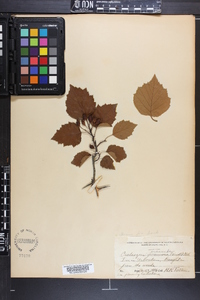 Crataegus iracunda image