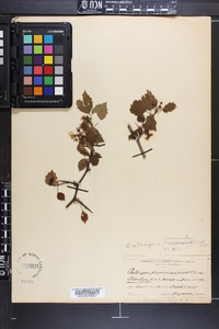 Crataegus iracunda image