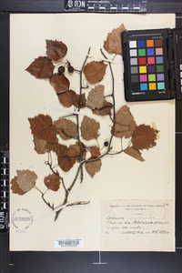 Crataegus iracunda image