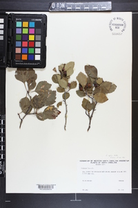 Crataegus flava image