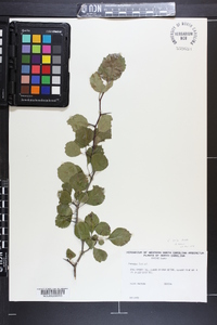 Crataegus flava image