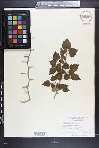 Crataegus flava image