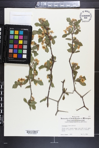 Crataegus flava image