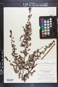 Lespedeza intermedia image