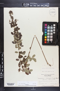 Lespedeza intermedia image