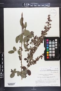 Lespedeza intermedia image