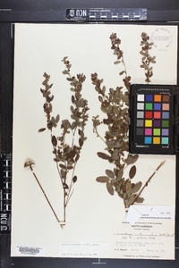 Lespedeza intermedia image