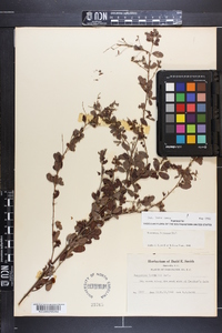 Lespedeza × nuttallii image