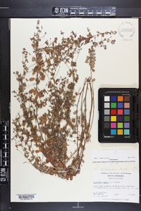 Lespedeza procumbens image