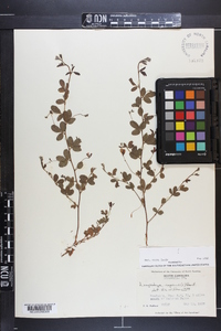 Lespedeza repens image