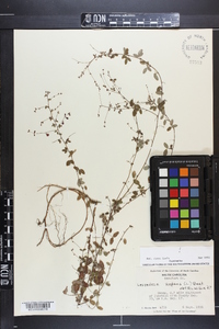 Lespedeza repens image