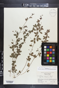 Lespedeza repens image